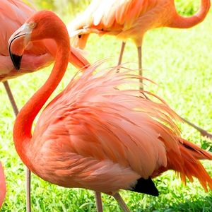 Meet your Posher, Kenzie